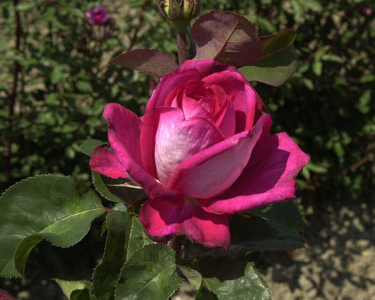 Rosa 'Acapella' ® TH - Edelrose 'Acapella' ®