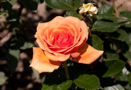 Rosa 'Ashram' ® TH - Edelrose 'Ashram' ®