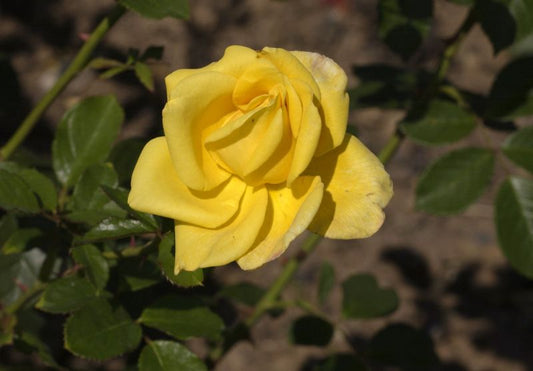 Rosa 'Berolina' ® TH - Edelrose 'Berolina' ®