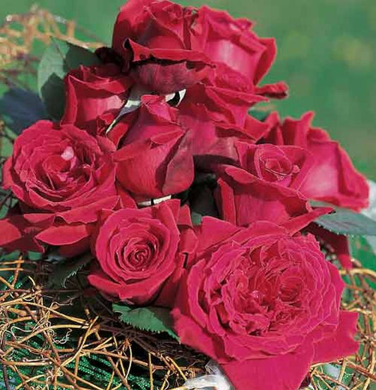 Rosa 'Duftfestival' ® TH - Edelrose 'Duftfestival' ®