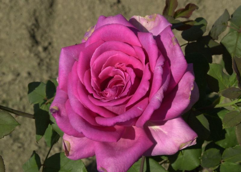 Rosa 'Duftrausch' ® TH - Edelrose 'Duftrausch' ®