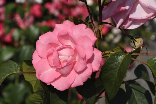 Rosa 'Eliza' ® TH - Edelrose 'Eliza' ® ADR-Rose
