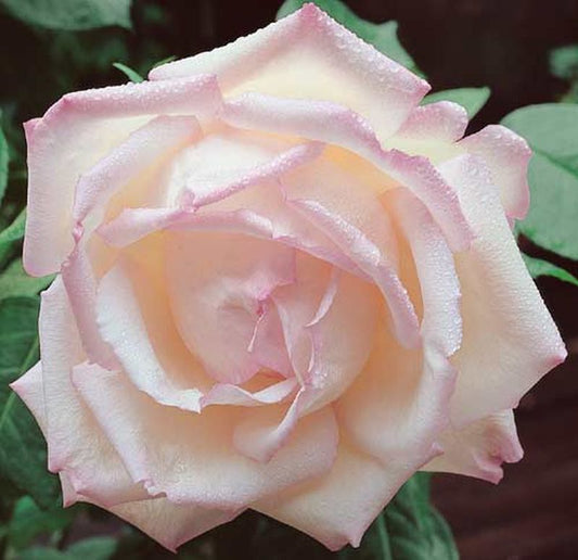 Rosa 'Honore de Balzac' ® TH - Edelrose 'Honore de Balzac' ®