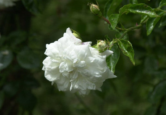 Rosa 'La Perla' ® TH - Edelrose 'La Perla' ® ADR-Rose