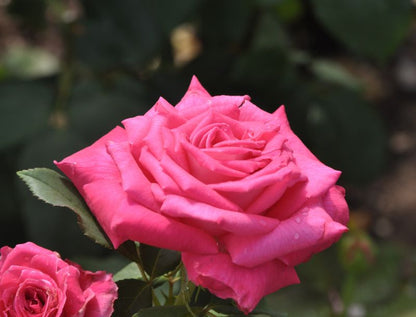 Rosa 'Mainauduft' ® TH - Edelrose 'Mainauduft' ®