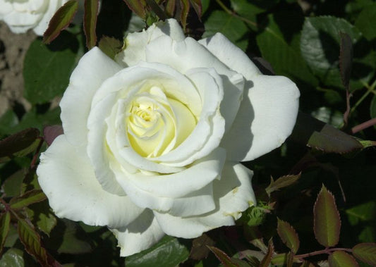 Rosa 'Memoire' ® TH - Edelrose 'Memoire' ®