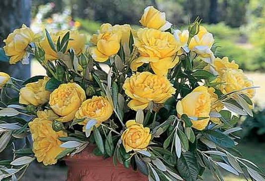 Rosa 'Michelangelo' ® TH - Edelrose 'Michelangelo' ®