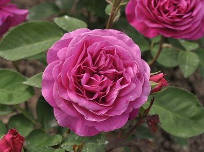 Rosa 'Old Port' ® TH - Edelrose 'Old Port' ®