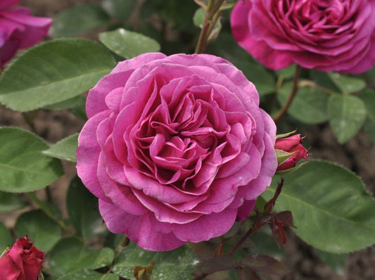 Rosa 'Old Port' ® TH - Edelrose 'Old Port' ®