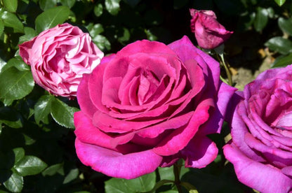 Rosa 'Parole' ® TH - Edelrose 'Parole' ®