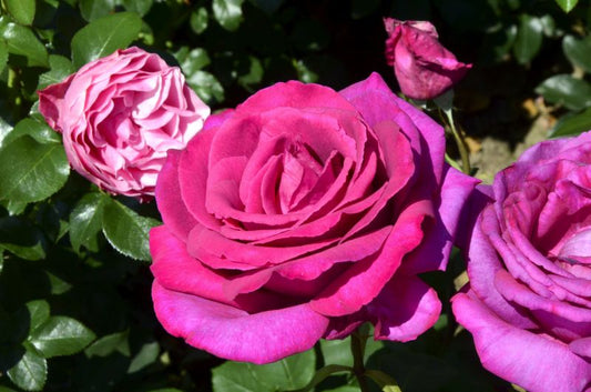 Rosa 'Parole' ® TH - Edelrose 'Parole' ®