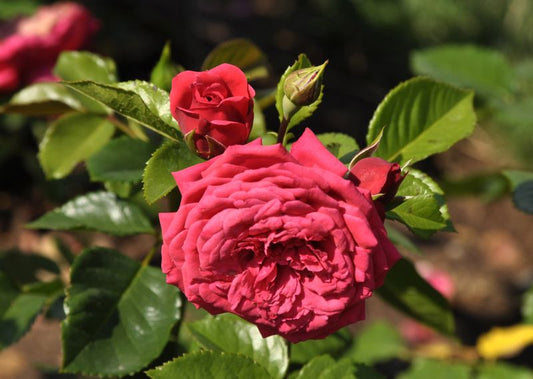 Rosa 'Piano' ® TH - Edelrose 'Piano' ®