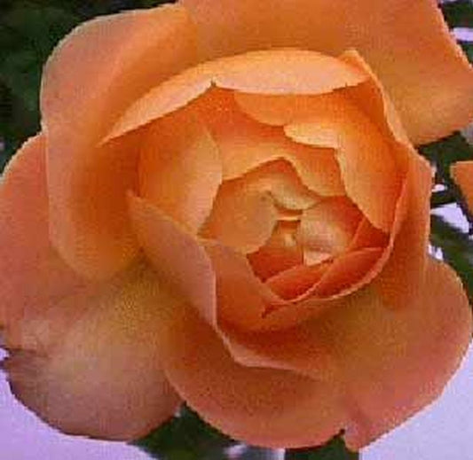 Rosa 'Samaritan' ® TH - Edelrose 'Samaritan' ®
