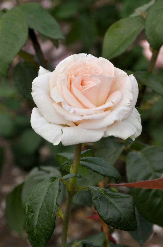 Rosa 'Schloss Ippenburg' TH - Edelrose 'Schloss Ippenburg' ADR-Rose