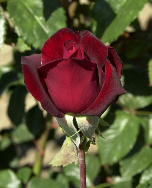 Rosa 'Schwarze Madonna' ® TH - Edelrose 'Schwarze Madonna' ®