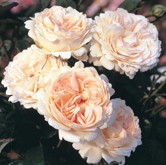 Rosa 'Sebastian KNEIPP' ® TH - Edelrose 'Sebastian KNEIPP' ®