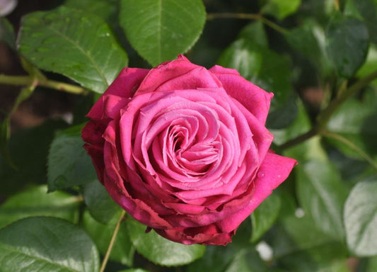 Rosa 'Senteur Royale' ® TH - Edelrose 'Senteur Royale' ®