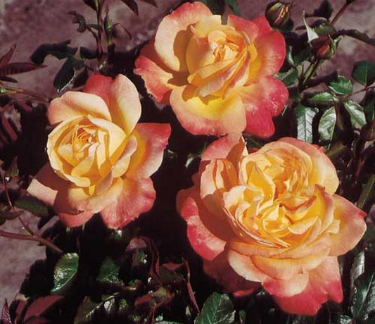 Rosa 'Speelwark' ® TH - Edelrose 'Speelwark' ®