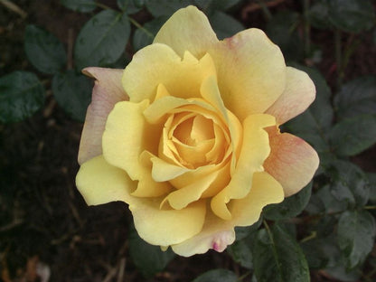 Rosa 'Sutter's Gold' TH - Edelrose 'Sutter's Gold'