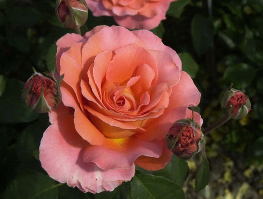 Rosa 'Tea Time' ® TH - Edelrose 'Tea Time' ®