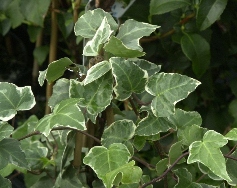 Hedera helix 'Glacier' - Efeu 'Glacier'