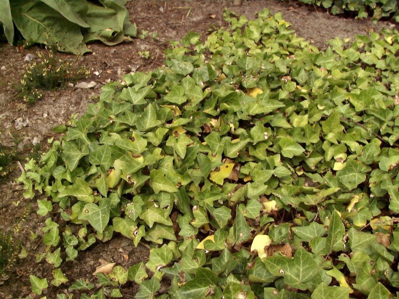 Hedera helix 'Plattensee' - Efeu 'Plattensee'