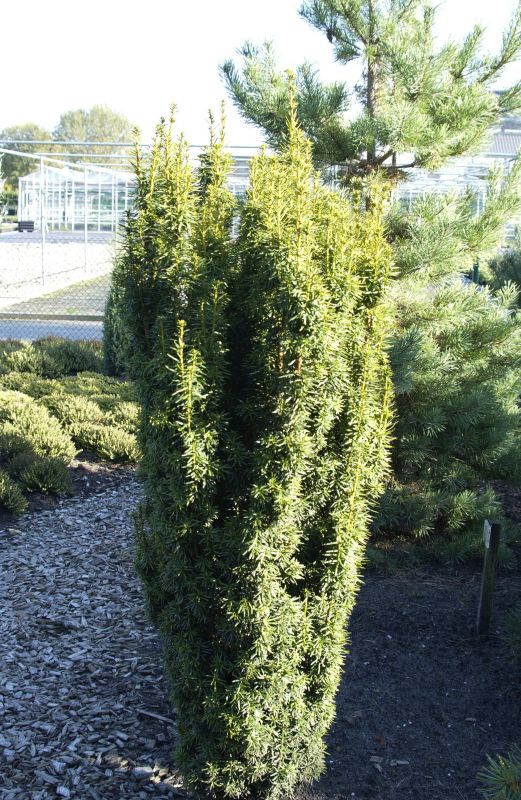 Taxus baccata 'David' - Eibe 'David'