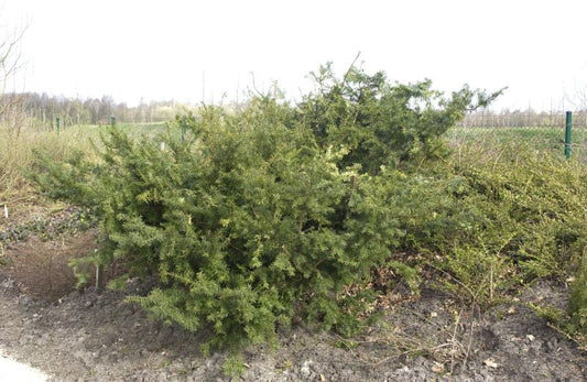 Taxus media 'Farmen' - Eibe 'Farmen'