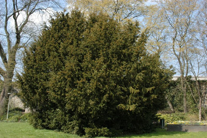 Taxus baccata - Eiben-Kugel / Kugeleibe