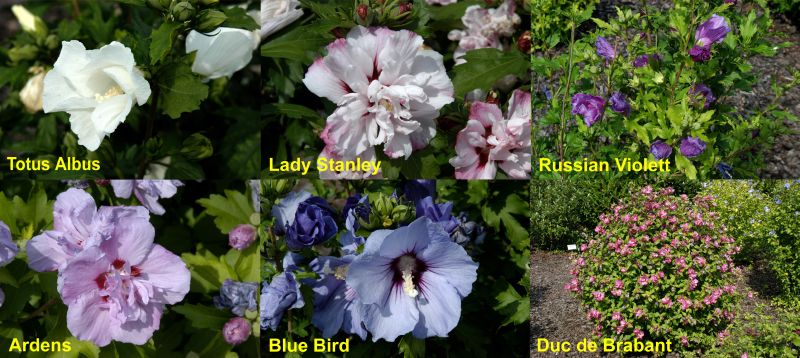 Hibiscus syriacus in Sorten - Eibisch Hybriden in Sorten