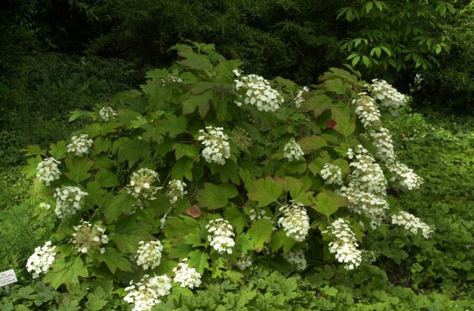 Hydrangea quercifolia - Eichenblättr.Hortensie