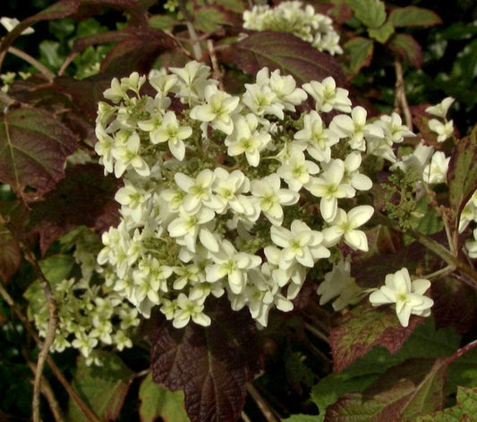 Hydrangea quercifolia 'Snowflake' - Eichenblättr.Hortensie 'Snowflake'