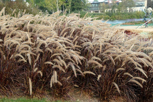 Pennisetum setaceum 'Rubrum' - Einjähriges Garten-Federborstengras