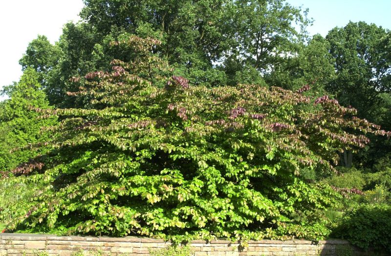 Parrotia persica - Eisenbaum