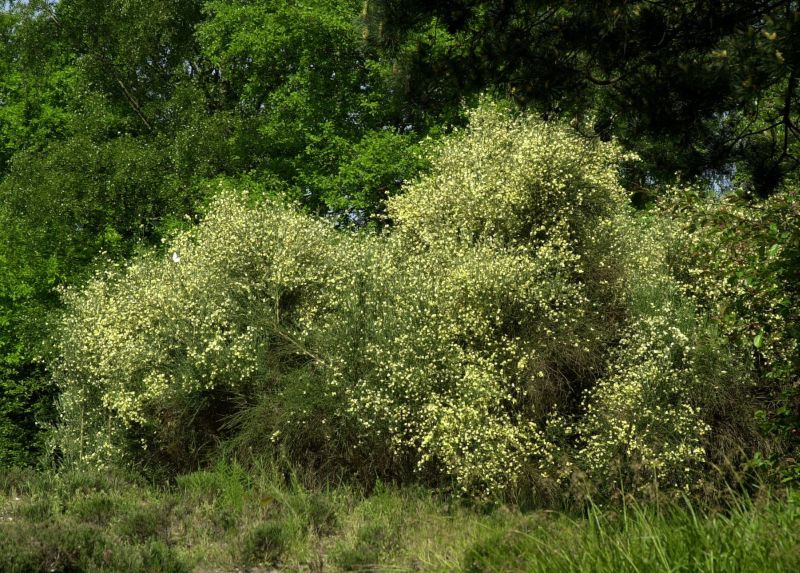 Cytisus praecox 'Albus' - Elfenbeinginster 'Albus'