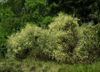 Cytisus praecox 'Albus' - Elfenbeinginster 'Albus'