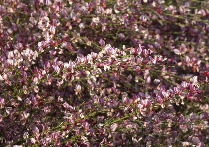 Cytisus praecox 'Hollandia' - Elfenbeinginster 'Hollandia'