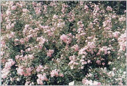 Rosa 'The Fairy' BDR - Englische Bodendeckende Rose 'The Fairy'