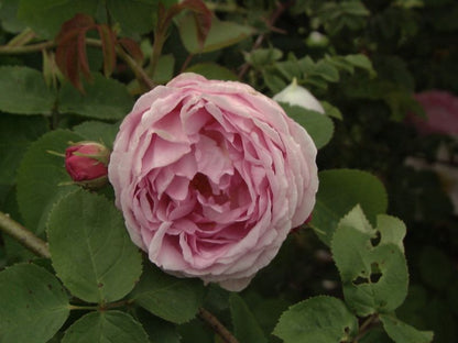 Rosa 'Constance Spry' STR - Englische Strauchrose 'Constance Spry'