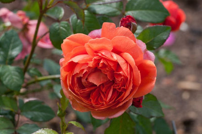 Rosa 'Summer Song' ® STR - Englische Strauchrose 'Summer Song' ®