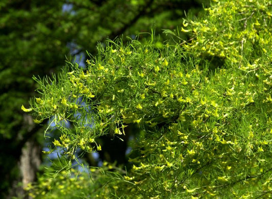 Caragana arborescens 'Lorbergii' - Erbsenstrauch 'Lorbergii'