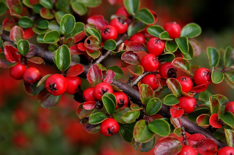 Cotoneaster horizontalis - Fächermispel