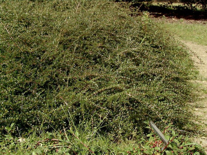 Cotoneaster horizontalis 'Tangstedt' - Fächermispel 'Tangstedt'