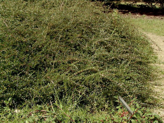 Cotoneaster horizontalis 'Tangstedt' - Fächermispel 'Tangstedt'