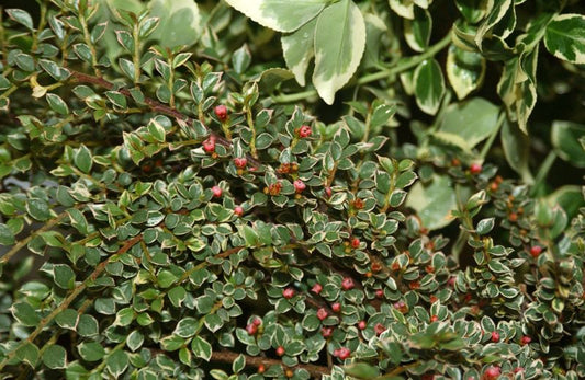 Cotoneaster horizontalis 'Variegatus' - Fächermispel 'Variegatus'