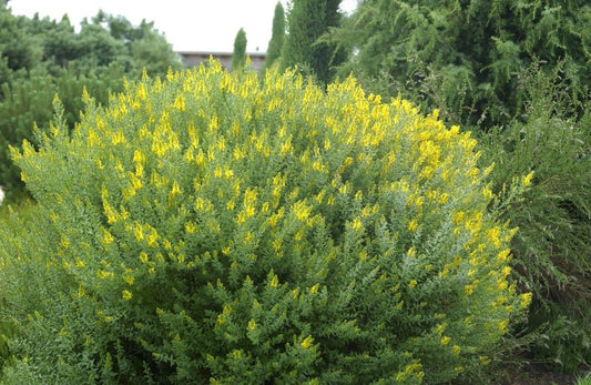 Genista tinctoria - Färberginster