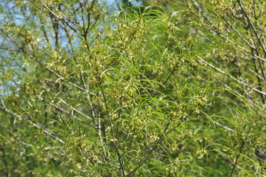 Rhamnus frangula 'Asplenifolia' - Farnblättriger Faulbaum