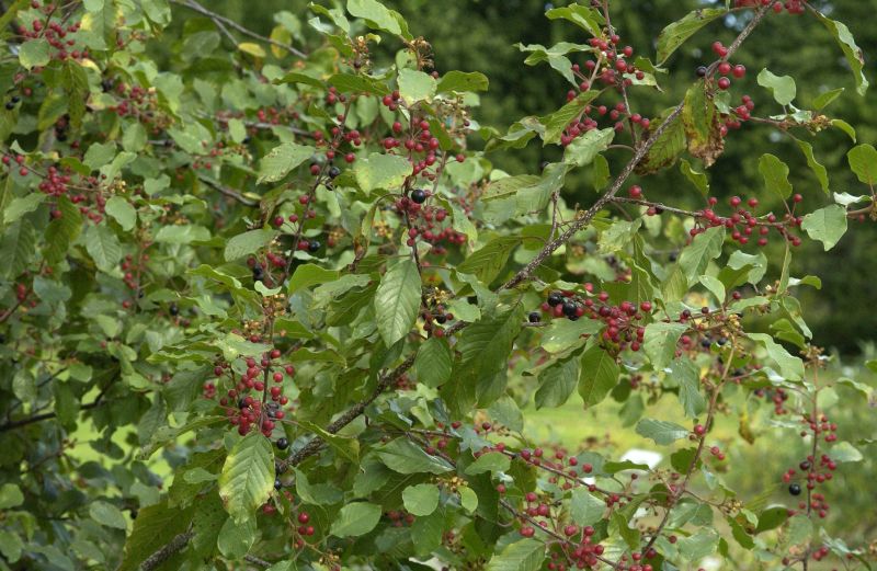 Rhamnus frangula - Faulbaum