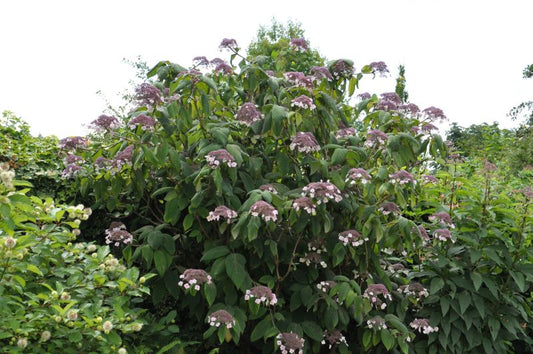 Hydrangea aspera 'Macrophylla' - Fellhortensie 'Macrophylla'