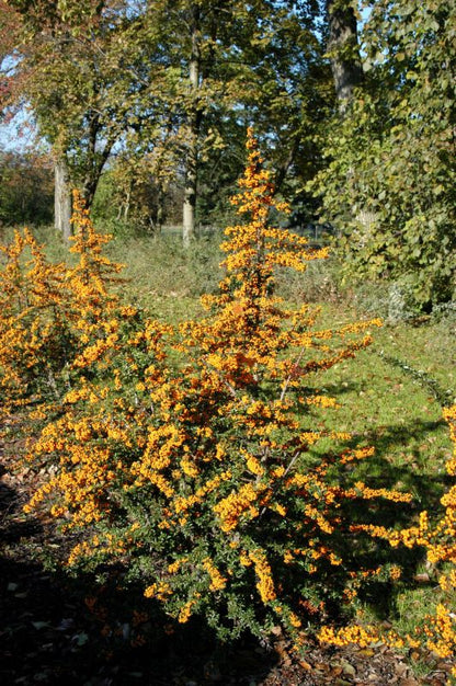 Pyracantha 'Teton' - Feuerdorn 'Teton'